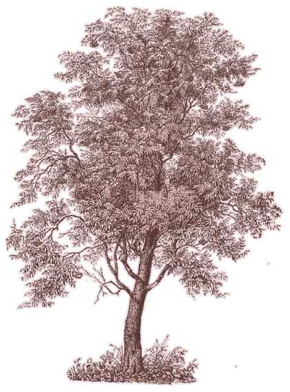 1225 ASSET ACEH 15.png