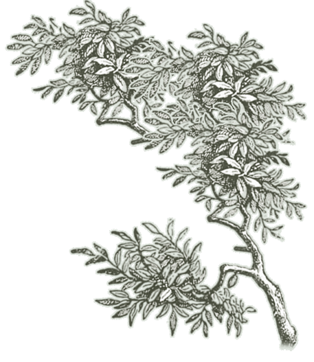 1225 ASSET ACEH 19.png
