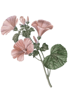 1225 ASSET ACEH 5.png